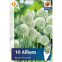 Vh 16837 Allium Allium Mount Everest 10db/cs 10/12