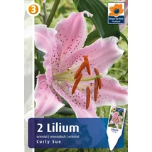 Vh08424 Liliom Oriental Curly Sue 2db/cs