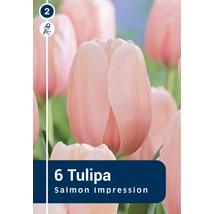 Vh 16491 Tulipa Darwin hybride Salmon Impression 6db/cs 11/12