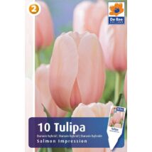 Vh16491 Tulipán Darwin Hybrid Salamon Impression 10db/csom