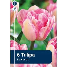 Vh 16825 Tulipa double early Foxtrot 6db/cs 11/12