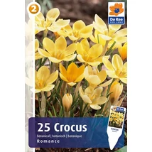 Vh16352 Crocus Botanical Romance 25db/cs