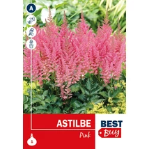 Vh08034 Astilbe Pink 1db/cs
