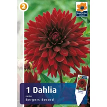 Vh08221 Dahlia Cactus Bergers Record 1db/cs
