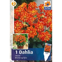 Vh08273 Dahlia Mignon Alstergruss 1db/cs