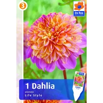 Vh08576 Dahlia Anemone Life Style 1db/cs