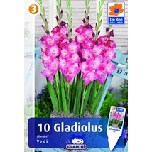 Vh08547 Gladiolus Glamini Vedi