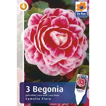 Vh08359 Begónia Double Camelia Flora