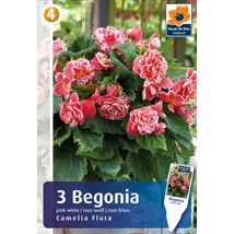Vh08359 Begonia Double Camelia Flora 3db/cs