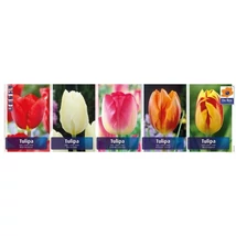 Vh Tulipán gyűjtő  01 Single 5x60db 12+