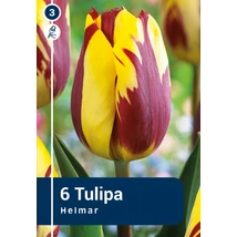 Vh 16857 Tulipa rembrandt Helmar 6db/cs 11/12