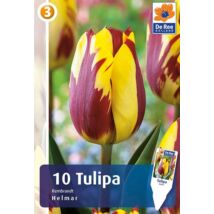 Vh16857 Tulipán Rembrandt Helmar 10 db/csom