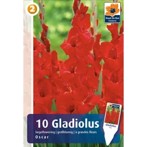 Vh08323 Gladiolus Largeflowering Oscar 10db/cs