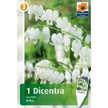 Vh08587 Dicentra Spectabilis Alba 1db/cs