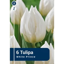 Vh 16869 Tulipa Single early White Prince 6db/cs 11/12