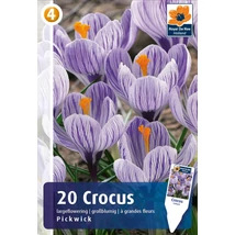 Vh 16885 Crocus Largeflowering Pickwick 20db/cs 8/9