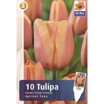 Vh16874 Tulipán Triumph Apricot Foxx 10db/csom