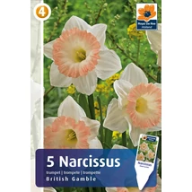 Vh 16876 Narcissus Trumpet British Gamble 5db/cs 12/14