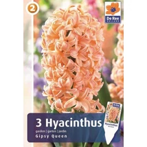 Vh 16884 Hyacinthus Gipsy Queen 3db/cs 15/16