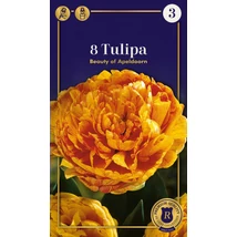 Vh16507 Tulipán Supreme Double Early Beauty of Apeldoorn 8db/csom