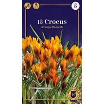Vh 16679 Crocus Supreme Orange Monarch 15db/cs 5/+