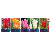 Vh Tulipán gyűjtő  08 Lilyflowering 5x60db 11/12