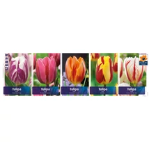 Vh Tulipán gyűjtő  15 Flamed 5x60db