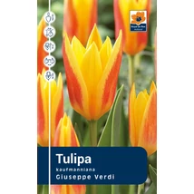 Vh Rackbox Tulipa Greigii Giuseppe Verdi 120db/cs 11/12