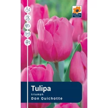 Vh Rackbox Tulipa Triumph Don Quichotte 120db/cs 11/12