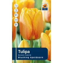 Vh Rackbox Tulipa Darwin hybrid Blushing Apeldoorn 120db/cs 11/12