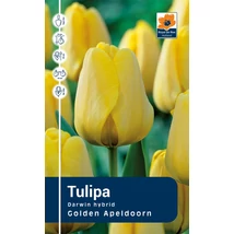 Vh Rackbox Tulipa Darwin hybrid Golden Apeldoorn 120db/cs 11/12