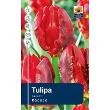 Vh Rackbox Tulipa Parrot Rococo 120db/cs 11/12