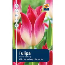 Vh Rackbox Tulipa Lilyflowering Whispering Dream 120db/cs 11/12