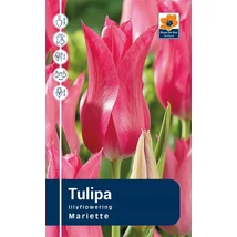 Vh Rackbox Tulipa Lilyflowering Mariette 120db/cs 11/12