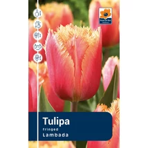 Vh Rackbox Tulipa Fringed Lambada 120db/cs 11/12