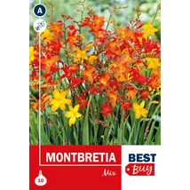 Vh08030 Montbretia Mix 10db/cs