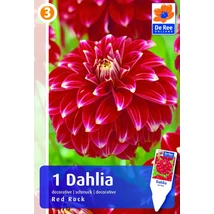 Vh08541 Dahlia Decorative Red Rock