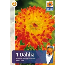 Vh08216 Dahlia Decorative Procyon 1db/cs