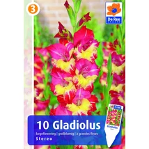 Vh08555 Gladiolus Largeflowering Stereo 10db/cs