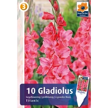 Vh08556 Gladiolus Largeflowering Titanic