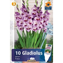 Vh08546 Gladiolus Glamini Tina