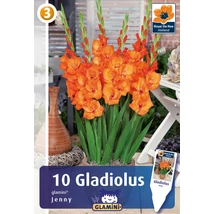 Vh08490 Gladiolus Glamini Jenny 10db/cs