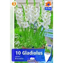 Vh08545 Gladiolus Glamini Blondie