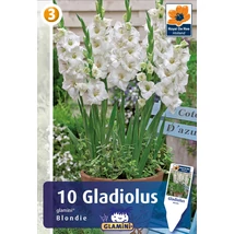 Vh08545 Gladiolus Glamini Blondie 10db/cs