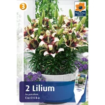 Vh08586 Liliom for pot culture Curitibia 2db/cs