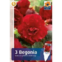 Vh08362 Begonia Double Red 3db/cs