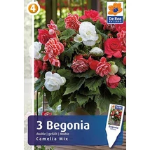 Vh08496 Begónia Double Camelia Mix