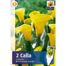 Vh08497 Calla Yellow (Millenium Gold) 2db/cs
