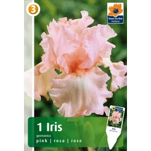 Vh08438 Írisz Germanica Pink 1db/cs