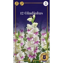 Vh10578  Gladiolus Supreme Parrot Kirov 8db/cs